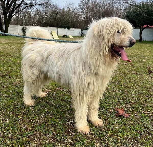 BELLE BELLISSIMO MAREMMANO Foto 5